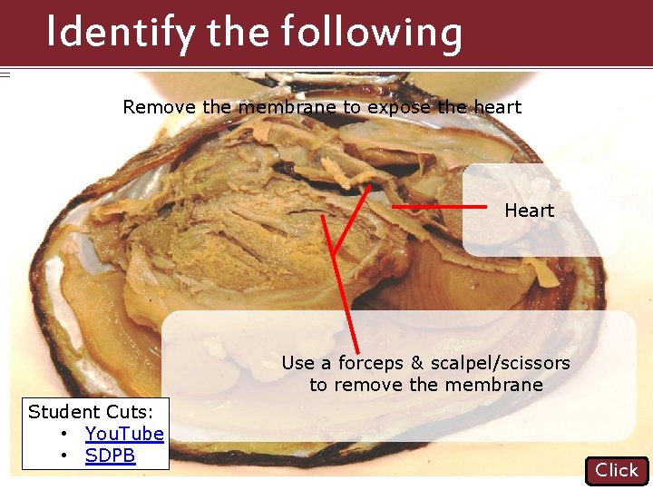 Identify the following Structures Remove the membrane to expose the heart Heart Use a