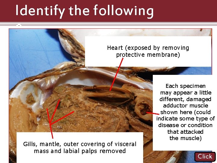 Identify the following Structures Heart (exposed by removing protective membrane) Gills, mantle, outer covering