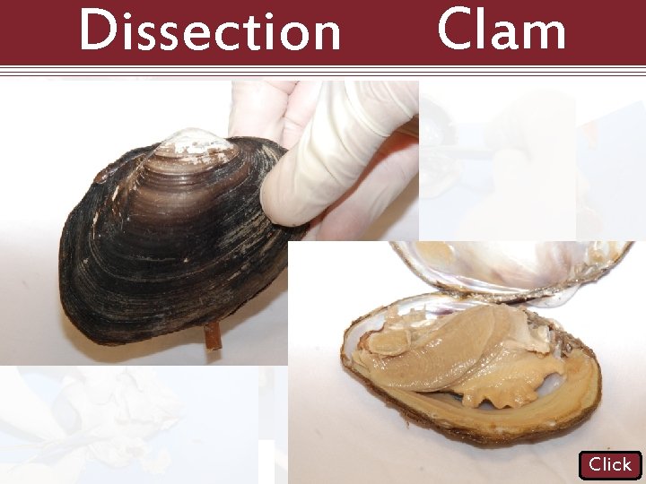 Dissection 101: Clam Click 