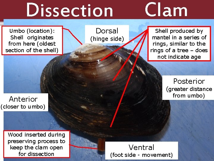 Dissection 101: Umbo (location): Shell originates from here (oldest section of the shell) Dorsal