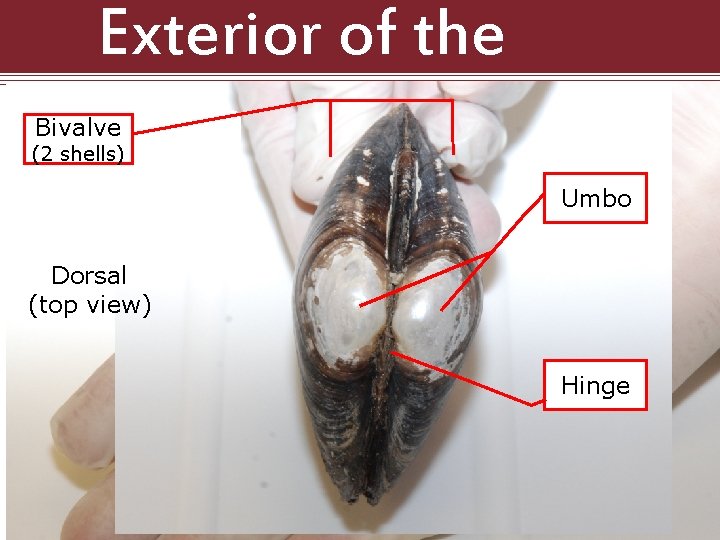 Exterior of the Clam Bivalve (2 shells) Umbo Dorsal (top view) Hinge Click 