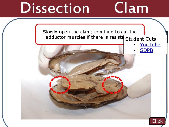 Clam Dissection 101: Cut both adductor muscles on either Slowly open the clam; continue