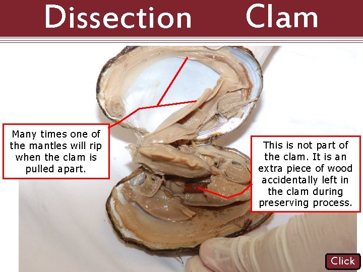 Dissection 101: Many times one of the mantles will rip when the clam is