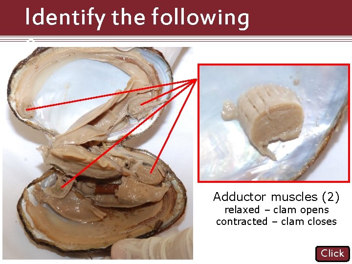 Identify the following Structures Adductor muscles (2) relaxed – clam opens contracted – clam