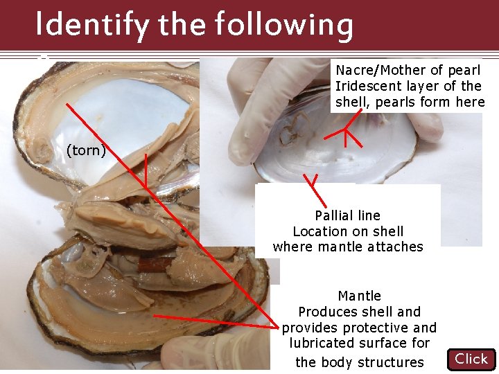 Identify the following Structures Nacre/Mother of pearl Iridescent layer of the shell, pearls form