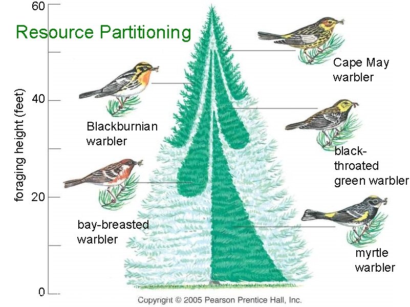 60 Resource Partitioning foraging height (feet) Cape May warbler 40 Blackburnian warbler blackthroated green