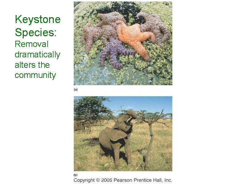 Keystone Species: Removal dramatically alters the community Copyright © 2005 Pearson Prentice Hall, Inc.
