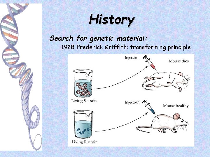 History Search for genetic material: 1928 Frederick Griffith: transforming principle 