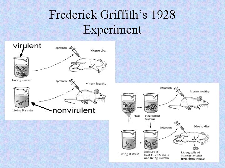 Frederick Griffith’s 1928 Experiment 