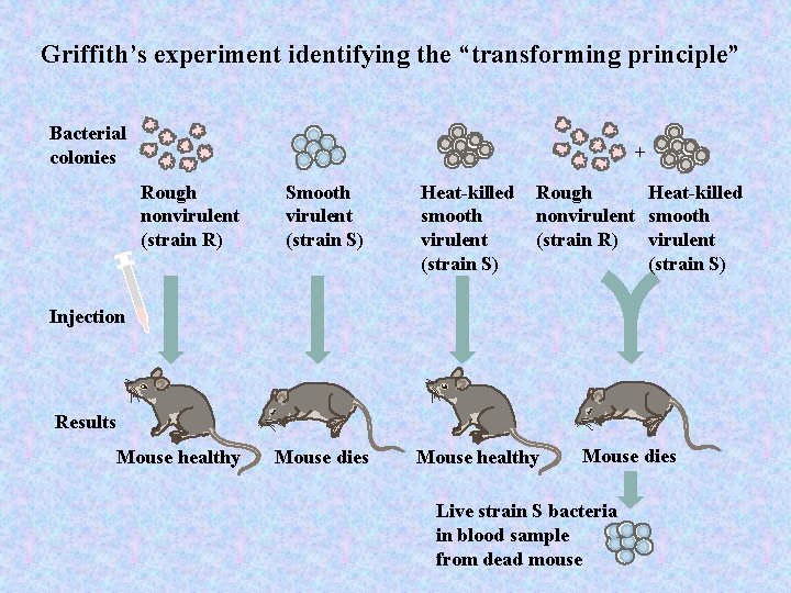 Griffith’s experiment identifying the “transforming principle” Bacterial colonies + Rough nonvirulent (strain R) Smooth