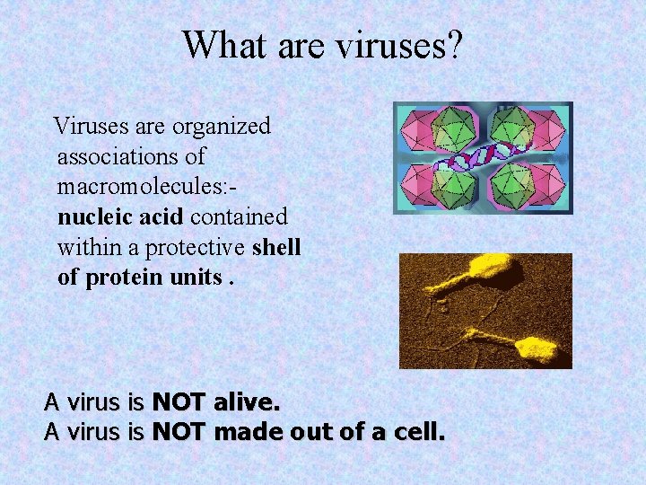 What are viruses? Viruses are organized associations of macromolecules: nucleic acid contained within a