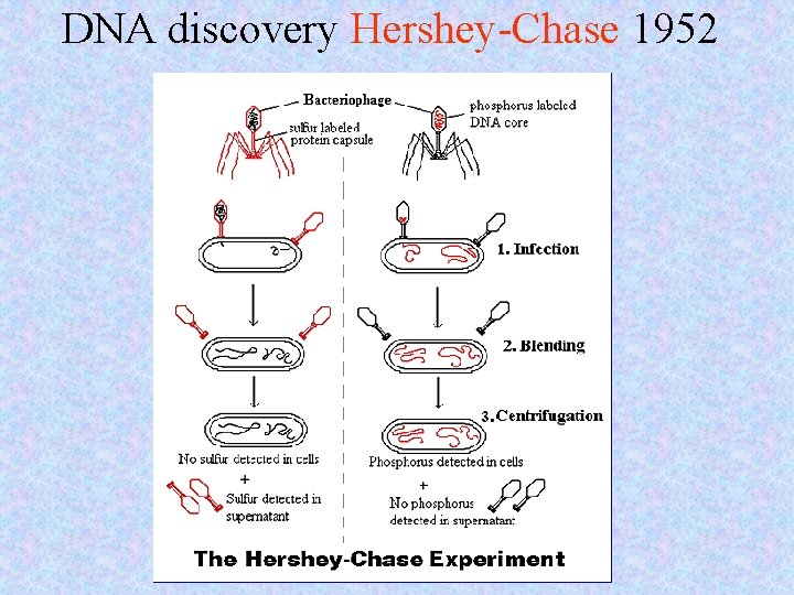 DNA discovery Hershey-Chase 1952 