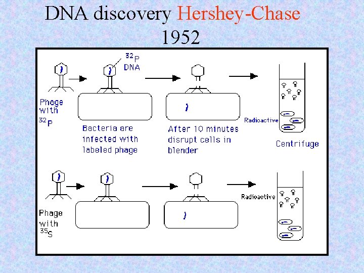 DNA discovery Hershey-Chase 1952 