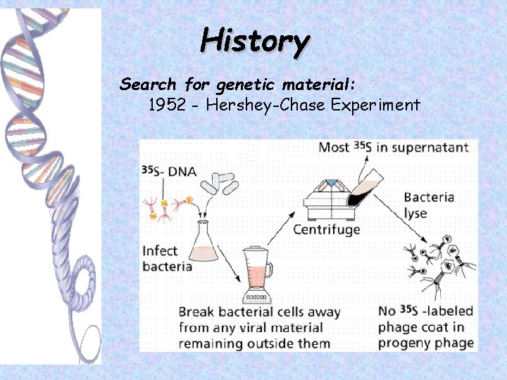 History Search for genetic material: 1952 - Hershey-Chase Experiment 