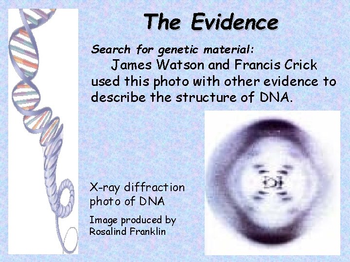 The Evidence Search for genetic material: James Watson and Francis Crick used this photo