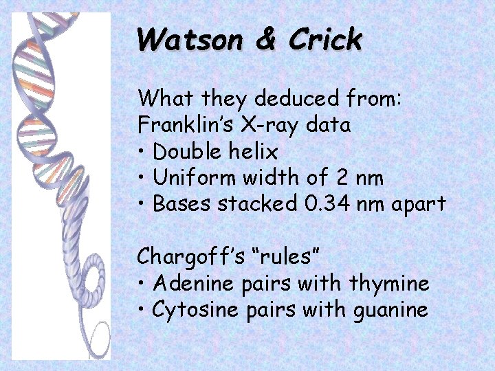 Watson & Crick What they deduced from: Franklin’s X-ray data • Double helix •