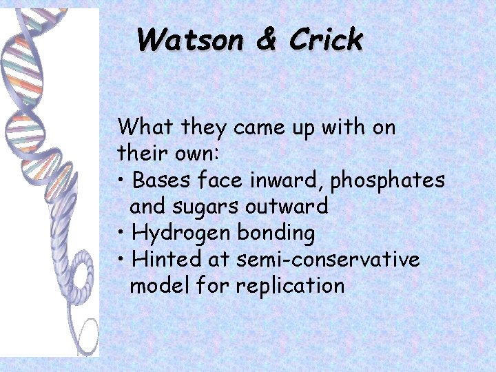 Watson & Crick What they came up with on their own: • Bases face