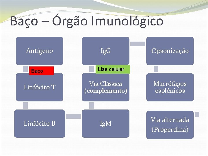 Baço – Órgão Imunológico Antígeno Baço Ig. G Opsonização Lise celular Linfócito T Via