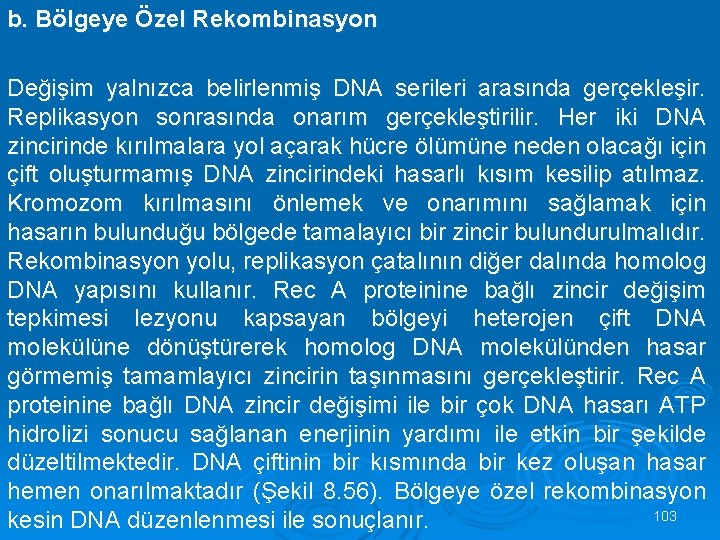 b. Bölgeye Özel Rekombinasyon Değişim yalnızca belirlenmiş DNA serileri arasında gerçekleşir. Replikasyon sonrasında onarım