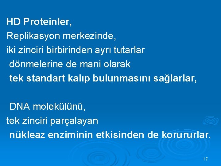 HD Proteinler, Replikasyon merkezinde, iki zinciri birbirinden ayrı tutarlar dönmelerine de mani olarak tek