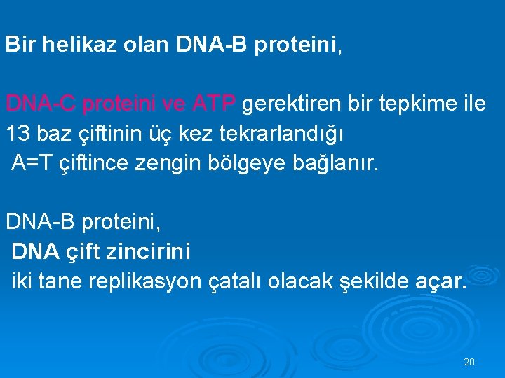 Bir helikaz olan DNA-B proteini, DNA-C proteini ve ATP gerektiren bir tepkime ile 13