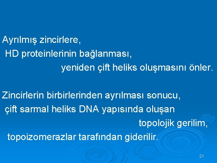 Ayrılmış zincirlere, HD proteinlerinin bağlanması, yeniden çift heliks oluşmasını önler. Zincirlerin birbirlerinden ayrılması sonucu,