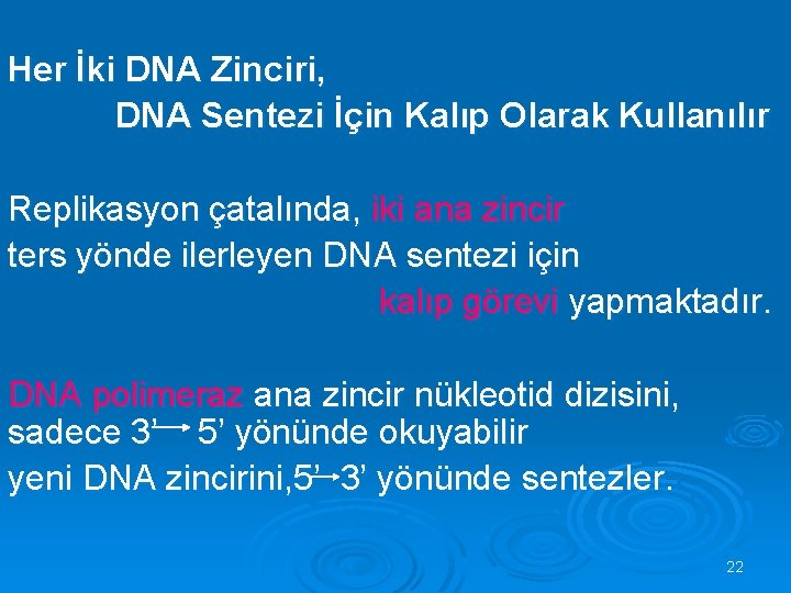 Her İki DNA Zinciri, DNA Sentezi İçin Kalıp Olarak Kullanılır Replikasyon çatalında, iki ana