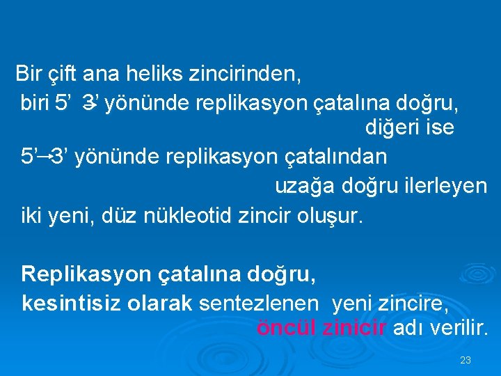 Bir çift ana heliks zincirinden, biri 5’ 3’ yönünde replikasyon çatalına doğru, diğeri ise