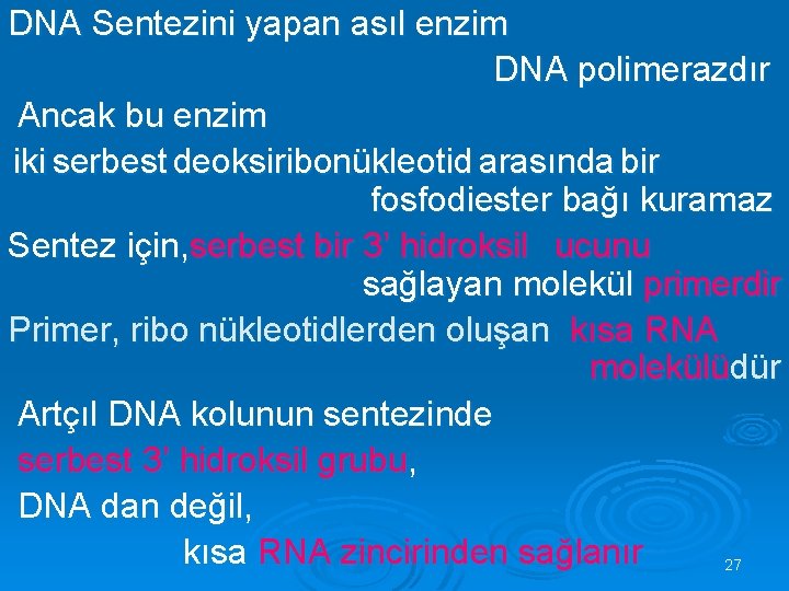 DNA Sentezini yapan asıl enzim DNA polimerazdır Ancak bu enzim iki serbest deoksiribonükleotid arasında