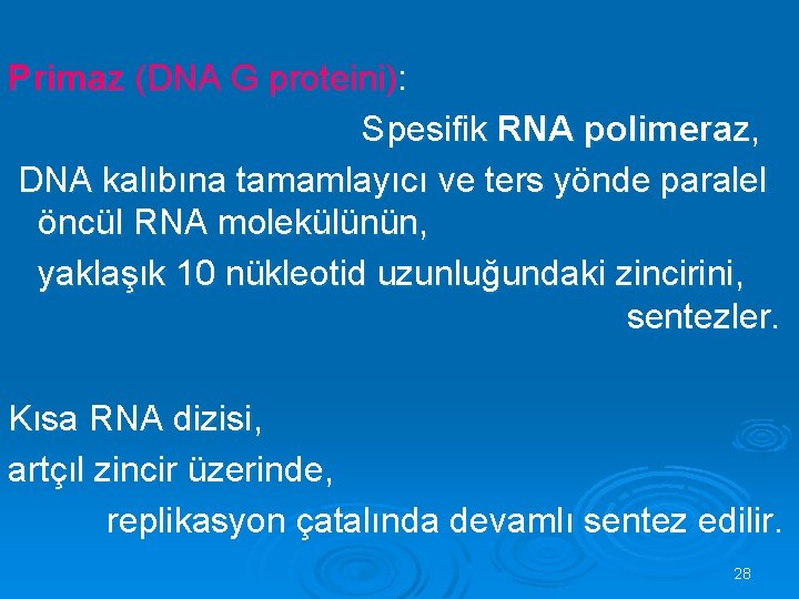 Primaz (DNA G proteini): S pesifik RNA polimeraz, DNA kalıbına tamamlayıcı ve ters yönde