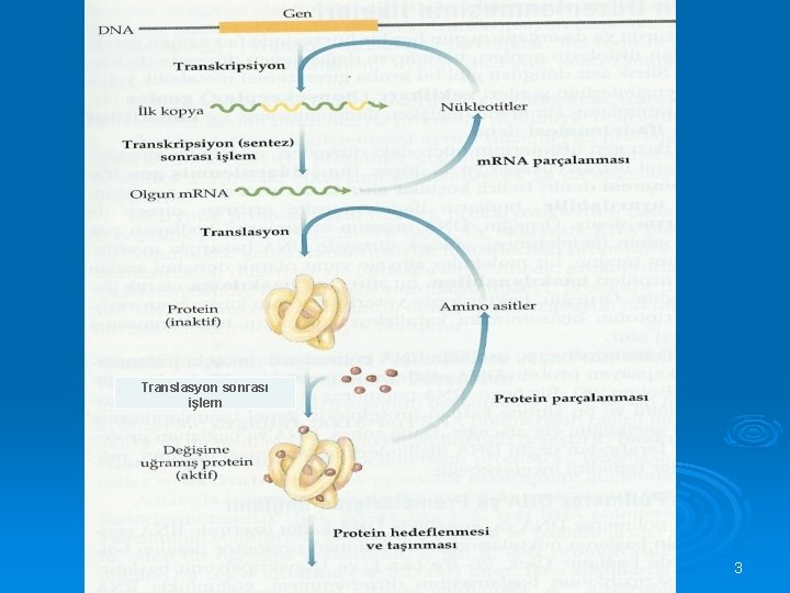 Translasyon sonrası işlem 3 