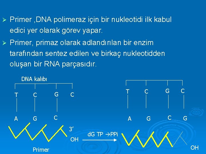 Ø Primer , DNA polimeraz için bir nukleotidi ilk kabul edici yer olarak görev