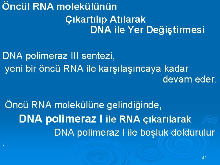 Öncül RNA molekülünün Çıkartılıp Atılarak DNA ile Yer Değiştirmesi DNA polimeraz III sentezi, yeni