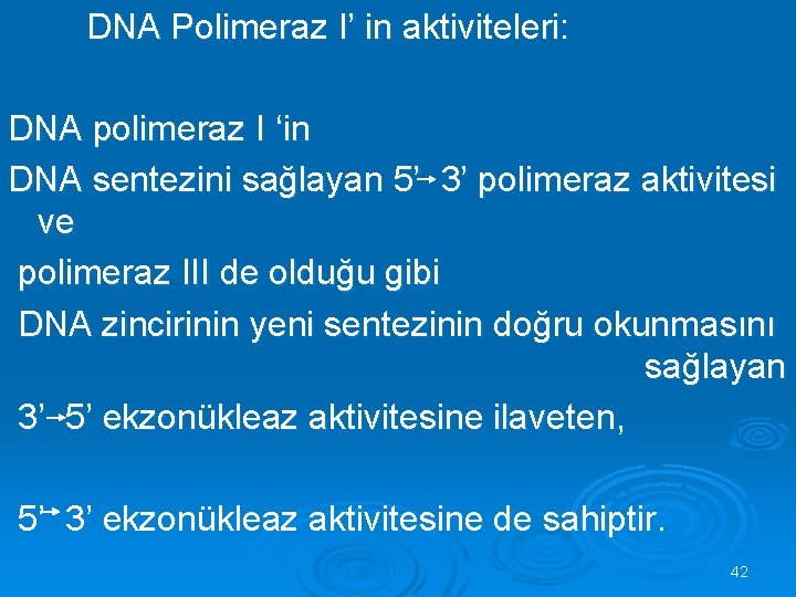  DNA Polimeraz I’ in aktiviteleri: DNA polimeraz I ‘in DNA sentezini sağlayan 5’