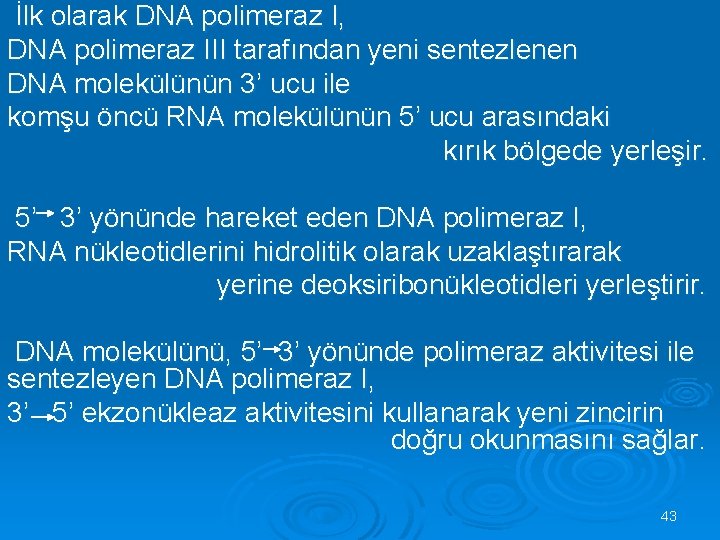  İlk olarak DNA polimeraz I, DNA polimeraz III tarafından yeni sentezlenen DNA molekülünün