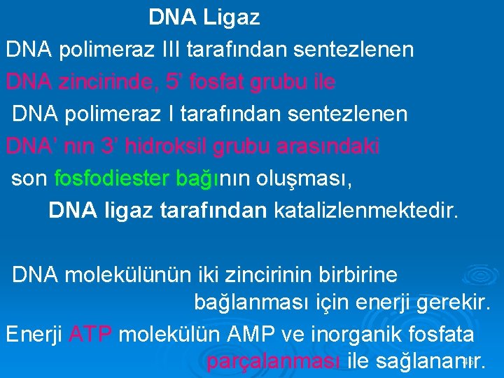  DNA Ligaz DNA polimeraz III tarafından sentezlenen DNA zincirinde, 5’ fosfat grubu ile