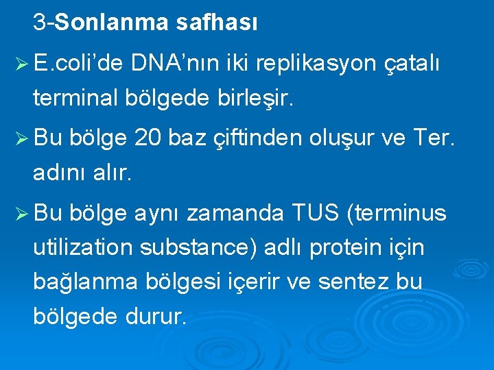 3 -Sonlanma safhası Ø E. coli’de DNA’nın iki replikasyon çatalı terminal bölgede birleşir. Ø