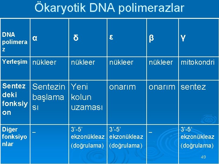 Ökaryotik DNA polimerazlar ε α δ β γ Yerleşim nükleer mitokondri Sentez deki fonksiy