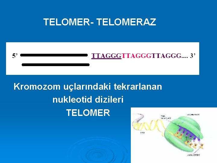 TELOMER- TELOMERAZ Kromozom uçlarındaki tekrarlanan nukleotid dizileri TELOMER 