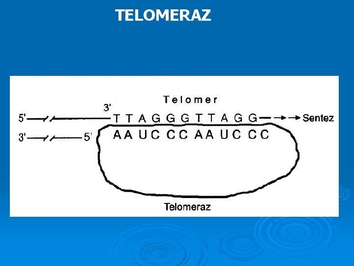 TELOMERAZ 