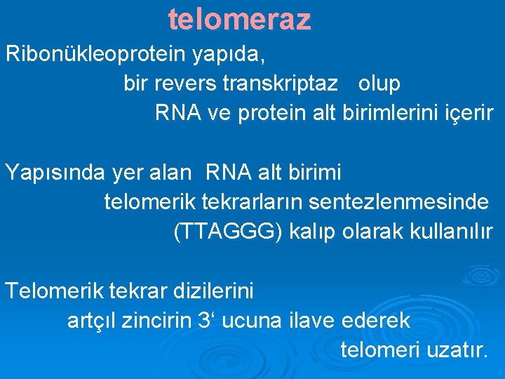  telomeraz Ribonükleoprotein yapıda, bir revers transkriptaz olup RNA ve protein alt birimlerini içerir