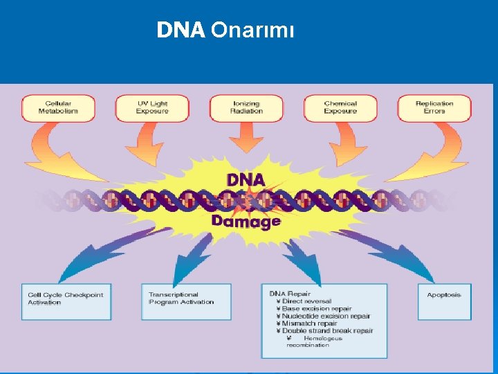 DNA Onarımı 