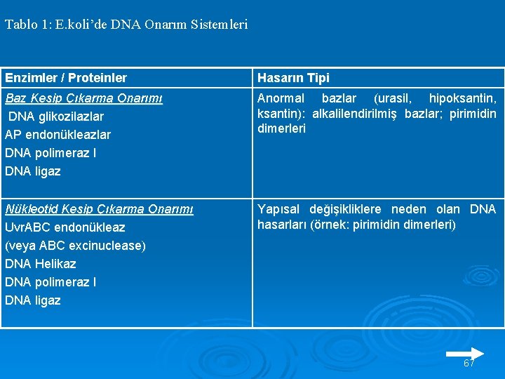 Tablo 1: E. koli’de DNA Onarım Sistemleri Enzimler / Proteinler Hasarın Tipi Baz Kesip