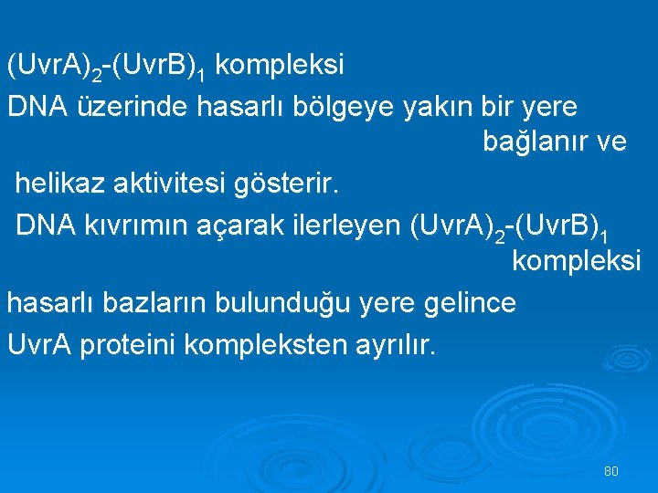 (Uvr. A)2 -(Uvr. B)1 kompleksi DNA üzerinde hasarlı bölgeye yakın bir yere bağlanır ve