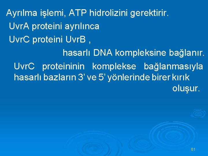 Ayrılma işlemi, ATP hidrolizini gerektirir. Uvr. A proteini ayrılınca Uvr. C proteini Uvr. B