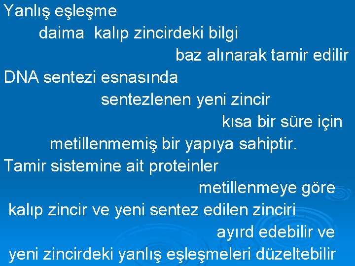 Yanlış eşleşme daima kalıp zincirdeki bilgi baz alınarak tamir edilir DNA sentezi esnasında sentezlenen