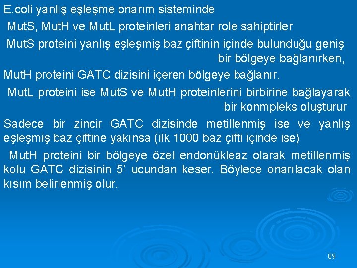 E. coli yanlış eşleşme onarım sisteminde Mut. S, Mut. H ve Mut. L proteinleri