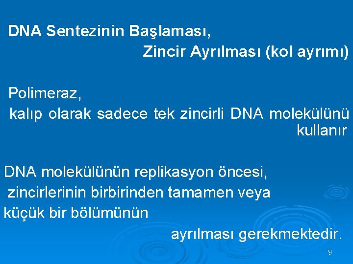  DNA Sentezinin Başlaması, Zincir Ayrılması (kol ayrımı) Polimeraz, kalıp olarak sadece tek zincirli