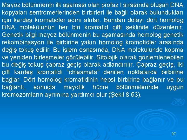 Mayoz bölünmenin ilk aşaması olan profaz I sırasında oluşan DNA kopyaları sentromerlerinden birbirleri ile