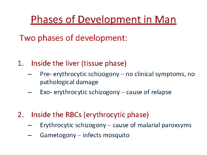 Phases of Development in Man Two phases of development: 1. Inside the liver (tissue Phases of Development in Man Two phases of development: 1. Inside the liver (tissue